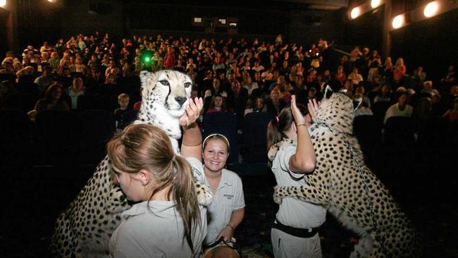 Australia Zoo big cat handlers with leopards during a 2006 promotional event at the Sunshine Plaza cinemas. Picture: Chris McCormack/cm159776c