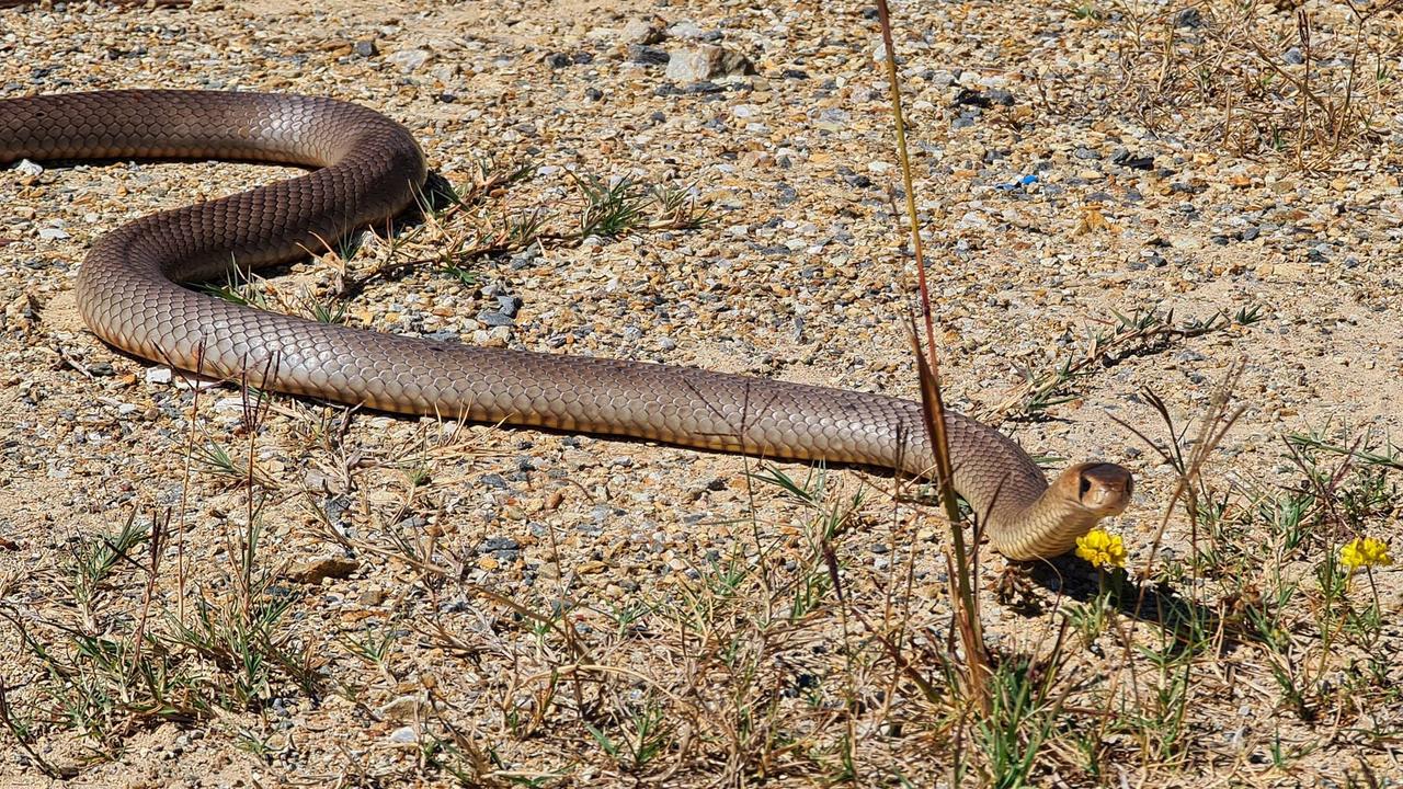 All snake bites are treated as a medical emergency. This eastern brown snake is the second most venomous in the world. Picture: Gold Coast and Brisbane Snake Catcher