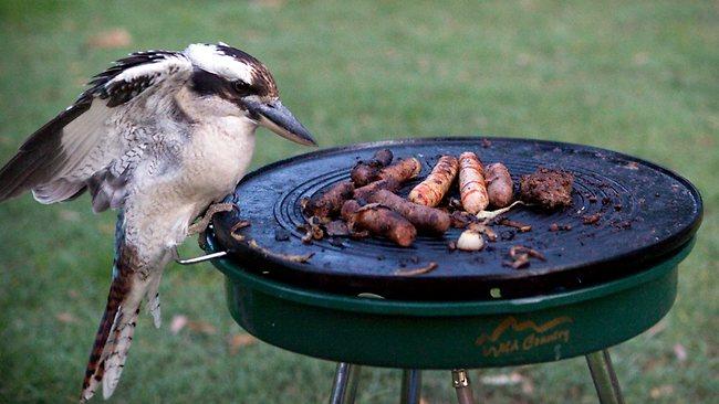 Kookaburra