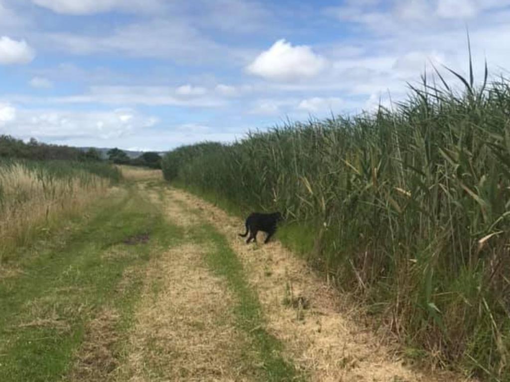 There have been numerous claimed black panther sightings across Victoria in recent years, including this one.