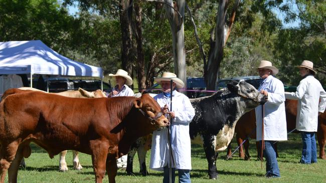 The cattle judging at the Proston Show on March 7, 2020. (Photo: Jessica McGrath)