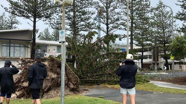 Miami Beach Surf Club had a near miss with a falling tree in the aftermath of Cyclone Alfred. Picture: Crystal Dawson