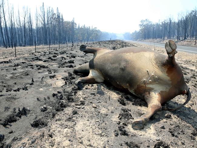 Stock had no chance of outrunning the fire. Picture: Peter Lorimer.