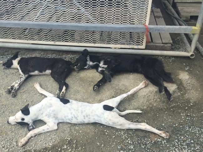 Paul Anderson has lost 17 dogs over several years to suspected and confirmed 1080 baiting, including these three farm dogs. Picture: Paul Anderson