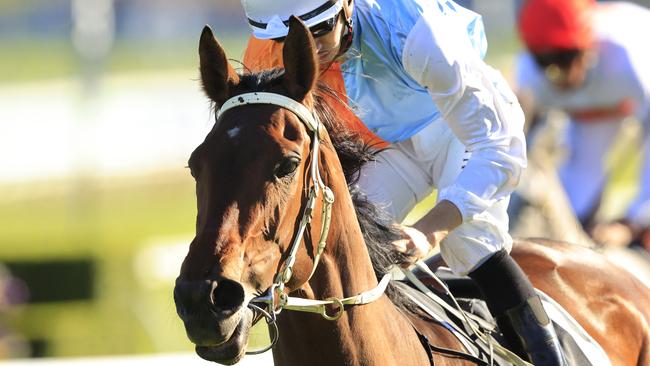 Montefilia is the one to beat in the VRC Oaks. Picture: Getty Images