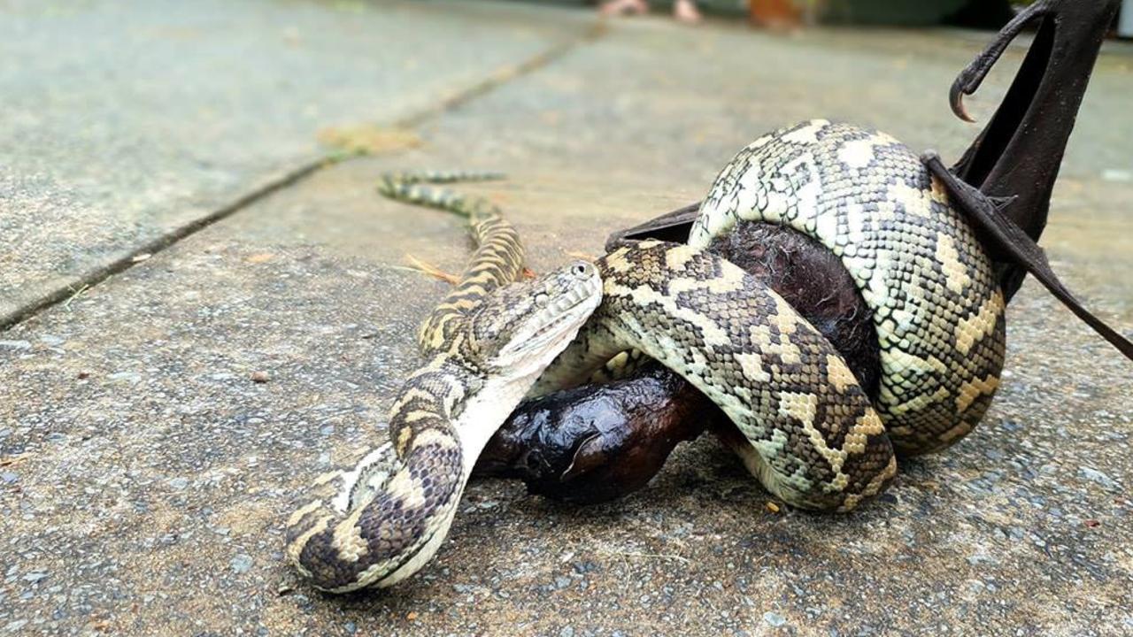 Carpet python from Burleigh Heads. Gold Coast and Brisbane Snake Catcher Tony Harrison's best photos. Photo: Gold Coast and Brisbane Snake Catcher