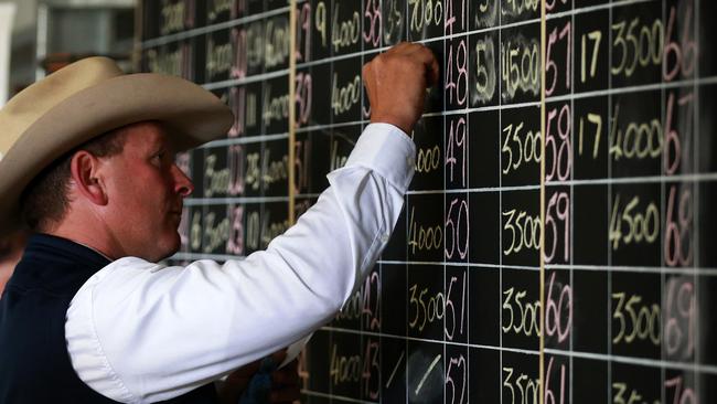 Paringa spring bull sale. 70 bulls were up for Auction via the Helmsman auction system PICTURE: ANDY ROGERS