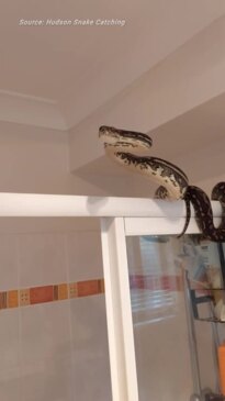 Australian Man Sitting On Toilet Spots Enormous Python Lounging Atop Shower