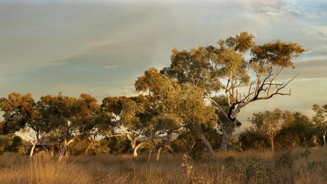 The bush of Franklin’s imagination. Picture: PK Visual Journeys