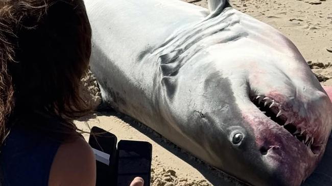 A great white shark washed up on Henley Beach: Picture: Benjamin Neville @offpiste4wdtours