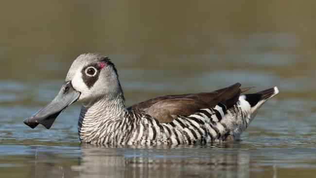 Pink - eared Duck Picture: Ian Wilson