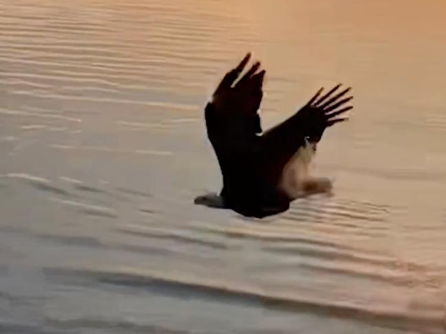 The eagle swooping in to grab the catch. Picture: Amanda Rissman