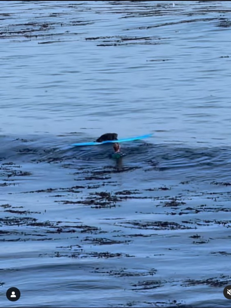 The otter commandeers the surfboard. Picture: Chad Underhill-Meras