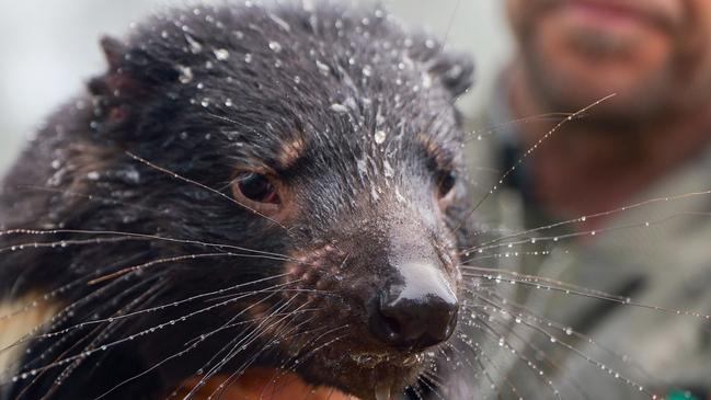Tim Faulkner managing director Aussie Ark rescuing a Tasmanian devil from flood waters that have inundated Aussie Ark home to the largest mainland breeding program of Tasmanian devils located at Barrington Tops New South Wales. Picture: Aussie Ark