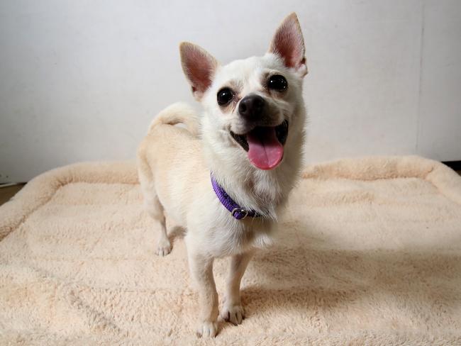 A three-year-old chihuahua at the Sydney Dog and Cat Home. Picture: Toby Zerna