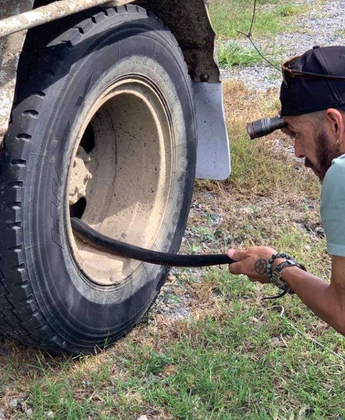 Josh Sharma pulls a snake from a car.