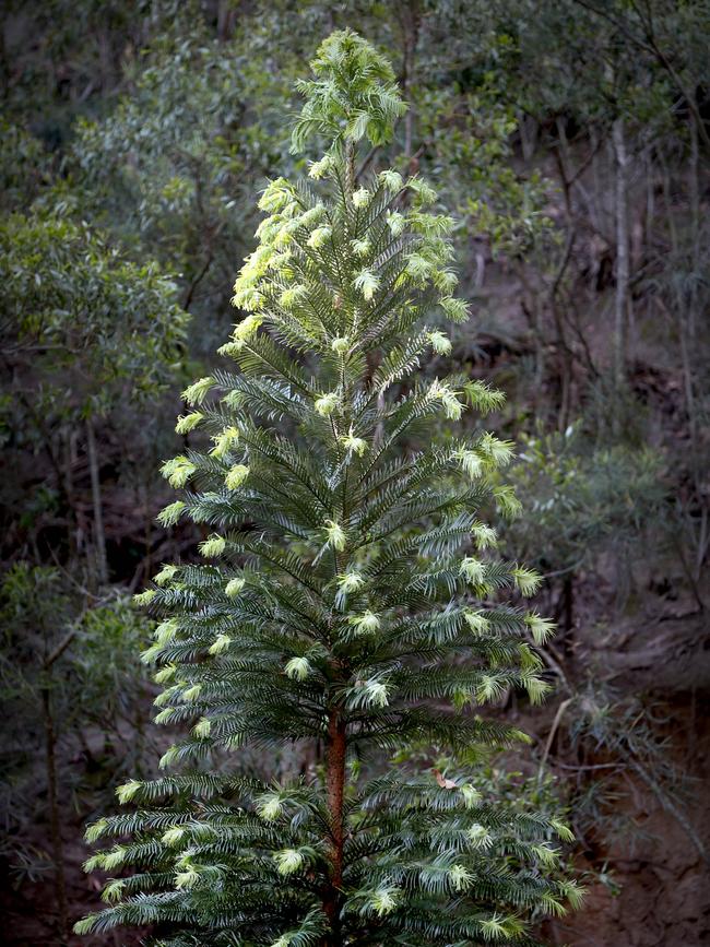 Wollemi Pine