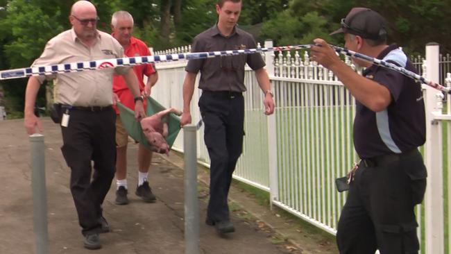 Council rangers later removed the two dogs from the house.