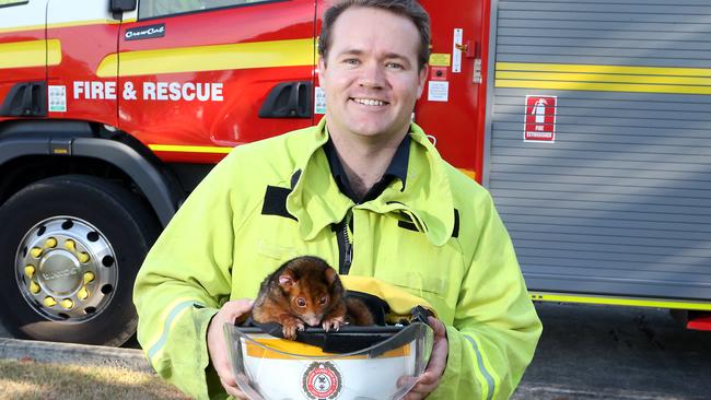 Firefighter Lee Cody discovered an injured ring tail possum in a culvert. It was taken to Koala Park Vets and treated for burns by vet Dr Amy Baleato-Farrow. Photo: AAP Image/Richard Gosling