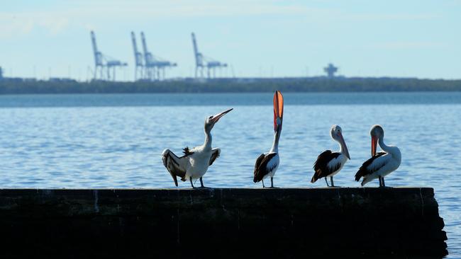 An ANL cargo ship power by biofuel recently left the Port of Brisbane