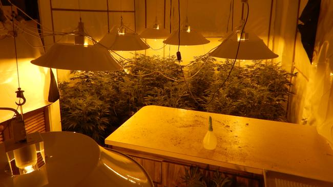 Detectives have raided a Chirnside Park crop house and seized cannabis and hydroponic equipment.