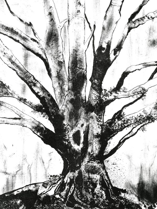 Myrtle Beech. Lithography by Tasmanian artist Kaye Green to illustrate Andrew Darby's new book The Ancients. Picture: Supplied