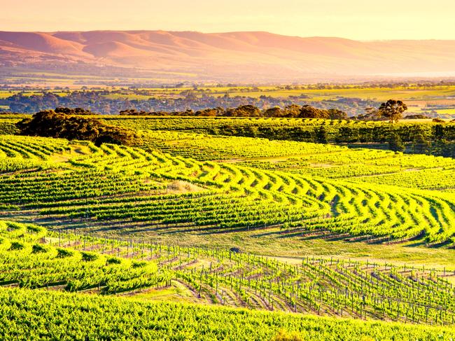 P6XTHX McLaren Vale, South Australia, Australia.ESCAPEAUGUST 16 2020 ISSUEDEALS PAGE