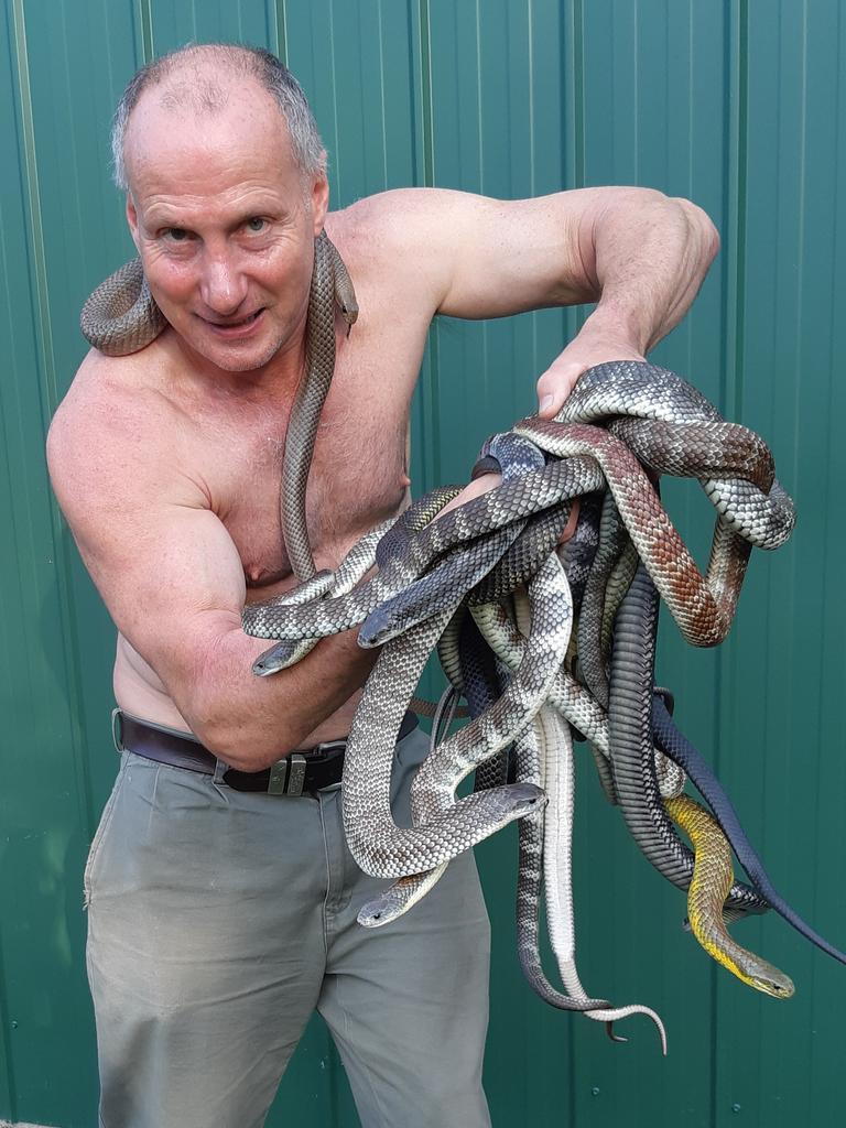 Geelong snakes which suburbs are hotspots for the reptiles