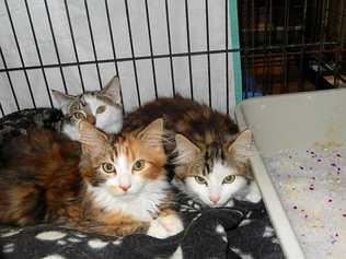 CHALLENGE: Leda to challenge cat ban in Land and Environment Court.