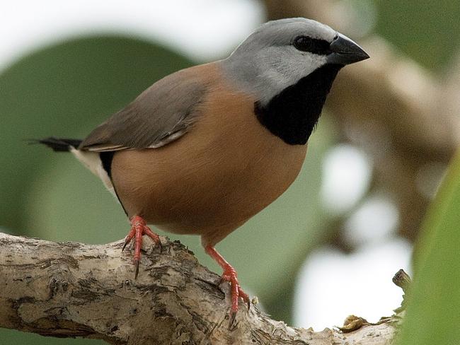 The southern black-throated finch. Picture: AAP/Birdlife Australia