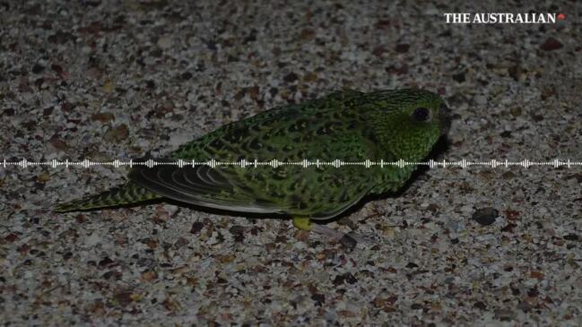 Coxen’s fig-parrot, night parrot, buff-breasted buttonquail: fate of ...