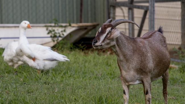 Yagi the goat was filmed having a fight with Captain Dirty Pants the goose at the Kruck household at Currumbin Valley. Picture: Jerad Williams