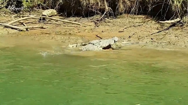 A huge saltie makes light work of a sizeable — and still living — freshwater croc in the Daly River. Video: Wendy Higgs