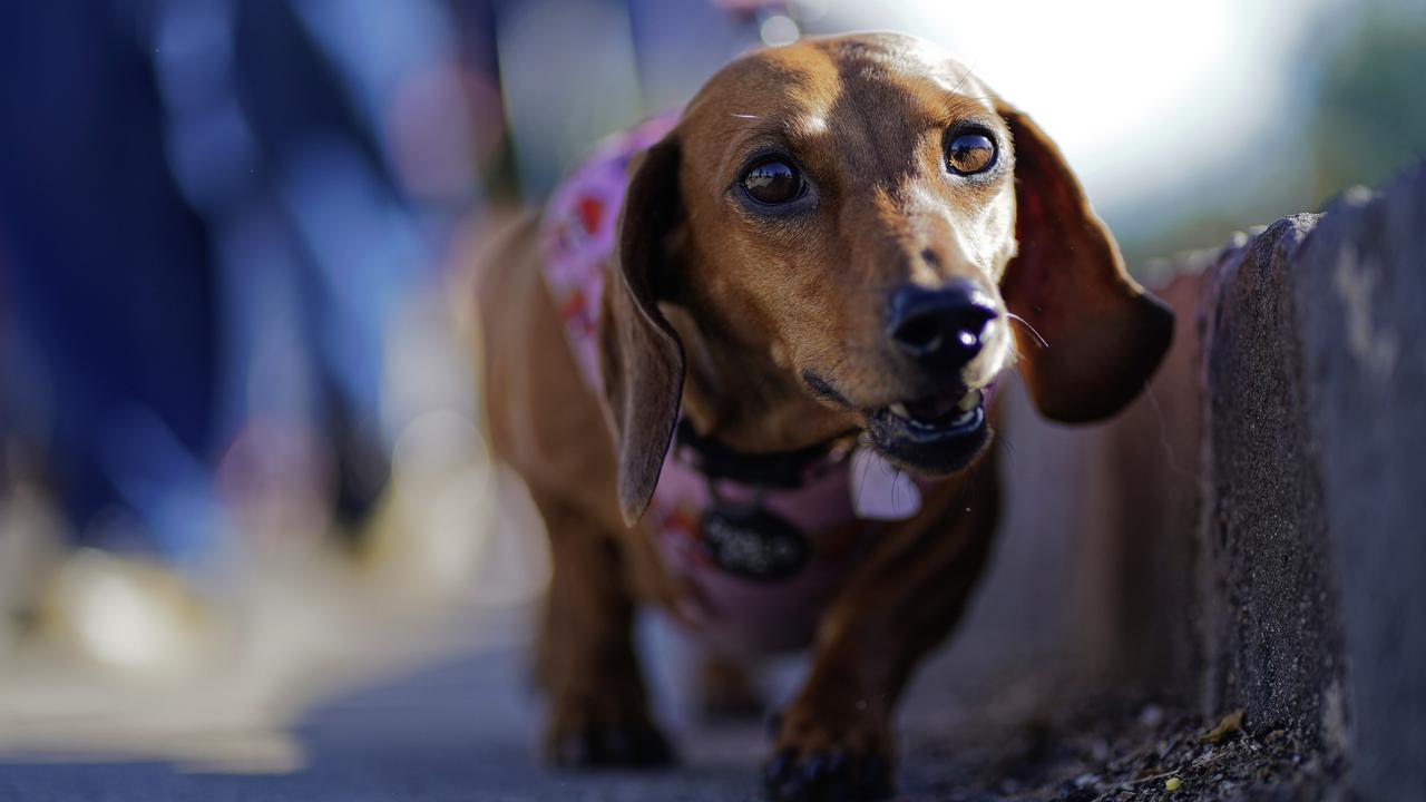 Many tails were wagging during the world record attempt. Picture: NCA NewsWire / Valeriu Campan