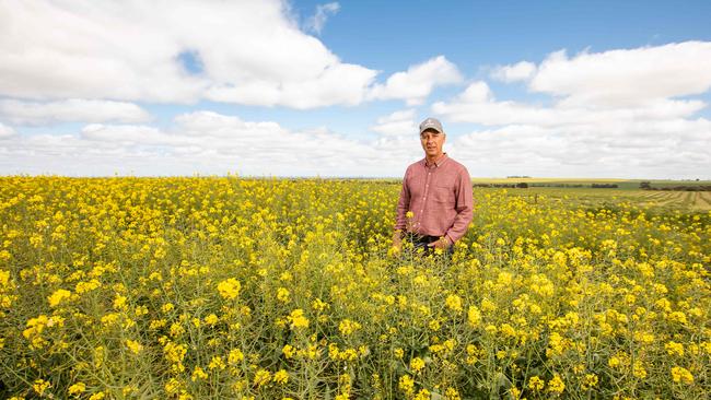 Adrian McCabe chairman of Grain Producers SA, with a canola crop at Alma SA.