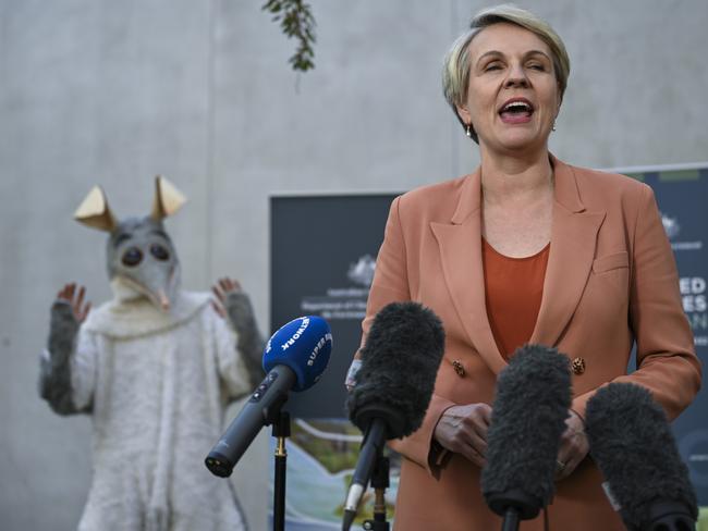 CANBERRA, AUSTRALIA, NewsWire Photos. SEPTEMBER 7, 2023: Minister for the Environment and Water, Tanya Plibersek and her parliamentary colleagues celebrate Threatened Species Day by meeting a range of threatened and native species including Tasmanian devil joeys, children's python and south-eastern glossy black cockatoo at Parliament House in Canberra. Picture: NCA NewsWire / Martin Ollman