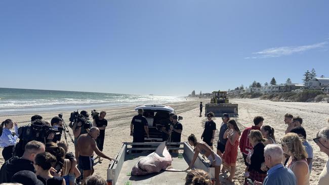 The video of the attempted rescue and the chilling follow-up has spread rapidly on social media. Picture: Benjamin Neville @offpiste4wdtours