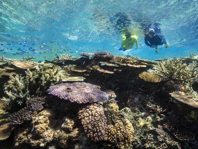 Person snorkelling with Master Reef Guide