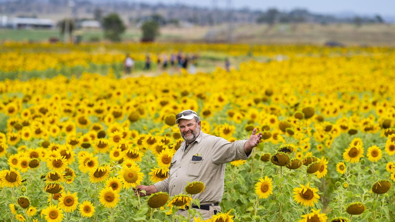 Roger Woods of Warraba Sunflowers is attracting tourists to the Cambooya region with his summer crop, Wednesday, January 4, 2023.