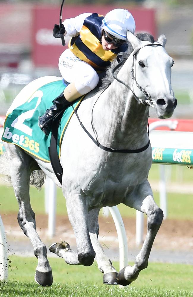 The only grey in the Melbourne Cup: Katelyn Mallyon and Grey Lion in the Geelong Cup. Picture: AAP