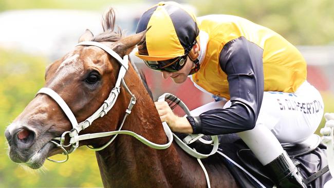 Marenostro will be chasing back to back wins at Rosehill on Saturday. Picture: Jenny Evans