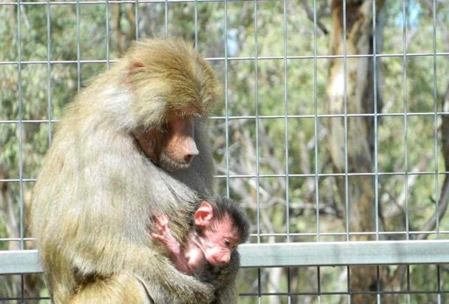 BABOON: Cleopatra and her baby at the Darling Downs Zoo. Picture: Darling Downs Zoo