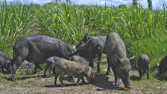 The Whitsunday Region's Aerial Shooting Program for feral animals has released a report on its findings over 10 years. Picture: Contributed