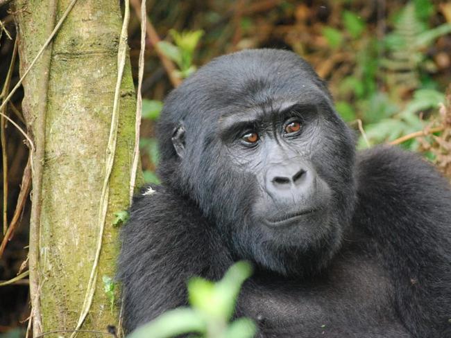 Face to face with a mountain gorilla