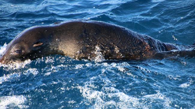 A long-nosed fur seal. Picture: Taronga Zoo