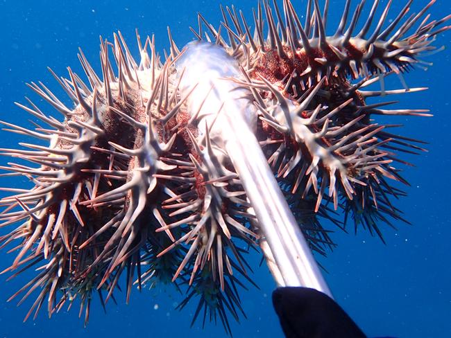 Adult crown of thorns starfish