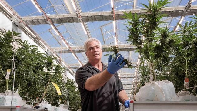 Tasmanian Botanics has tripled production and plans to double it again within two years, and has invested heavily in new glasshouses, but chief operating officer Craig Knight says such investment is undermined by a lack of level playing field. Picture: Peter Mathew