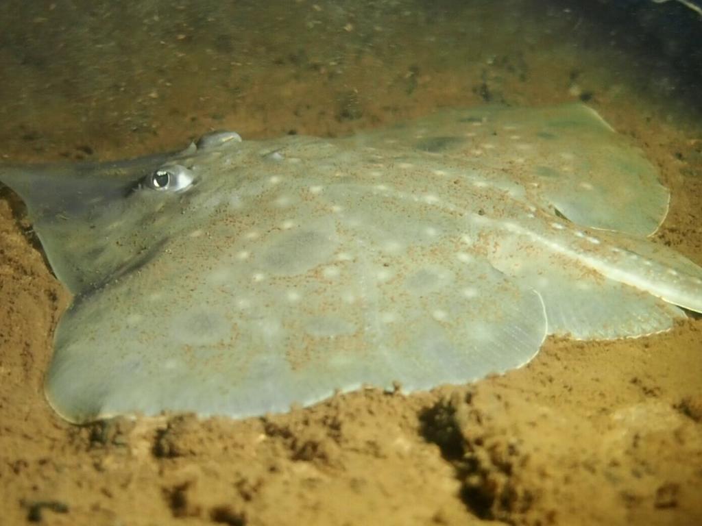 Maugean Skate in Macquarie Harbour TAS (Credit Jane Ruckert). Picture: Jane Ruckert