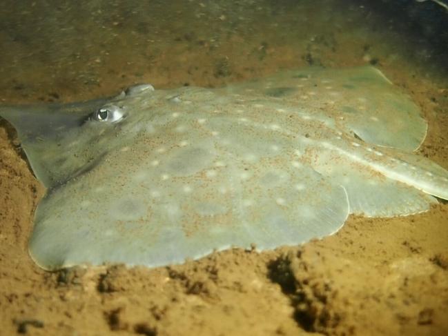 Maugean Skate in Macquarie Harbour TAS (Credit Jane Ruckert). Picture: Jane Ruckert