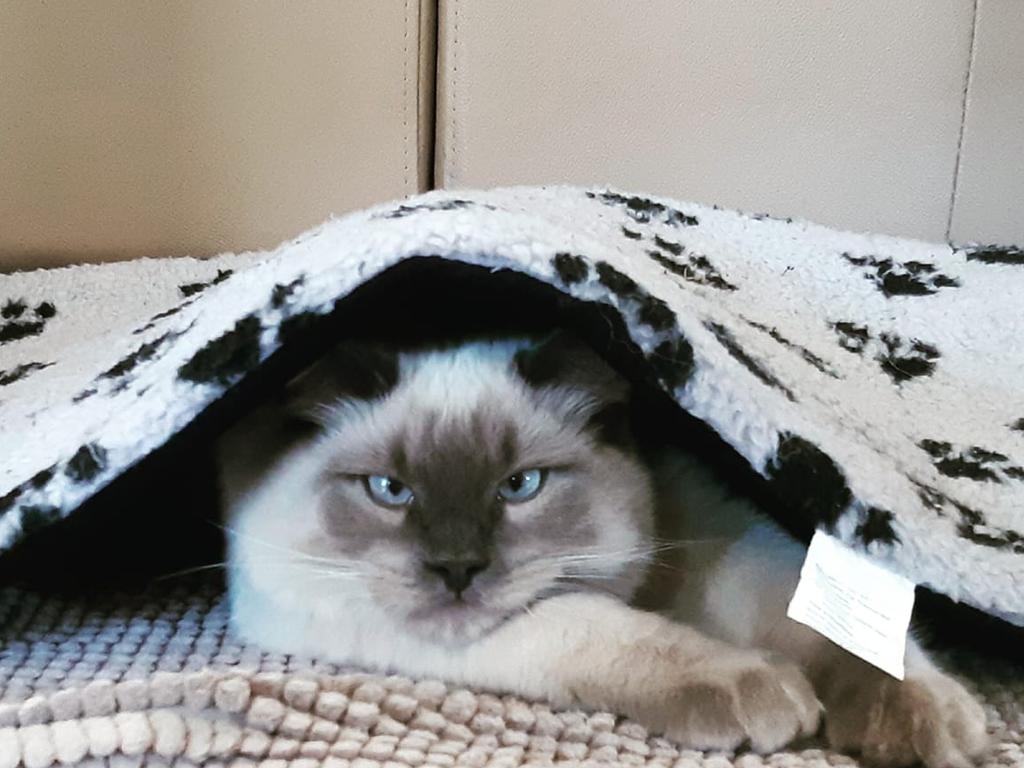 King Arthur 7-month-old Ragdoll. Picture: Emily Anderberg-Trace. Coolest Cat photo competition. Quest Community News and Courier Mail WRH